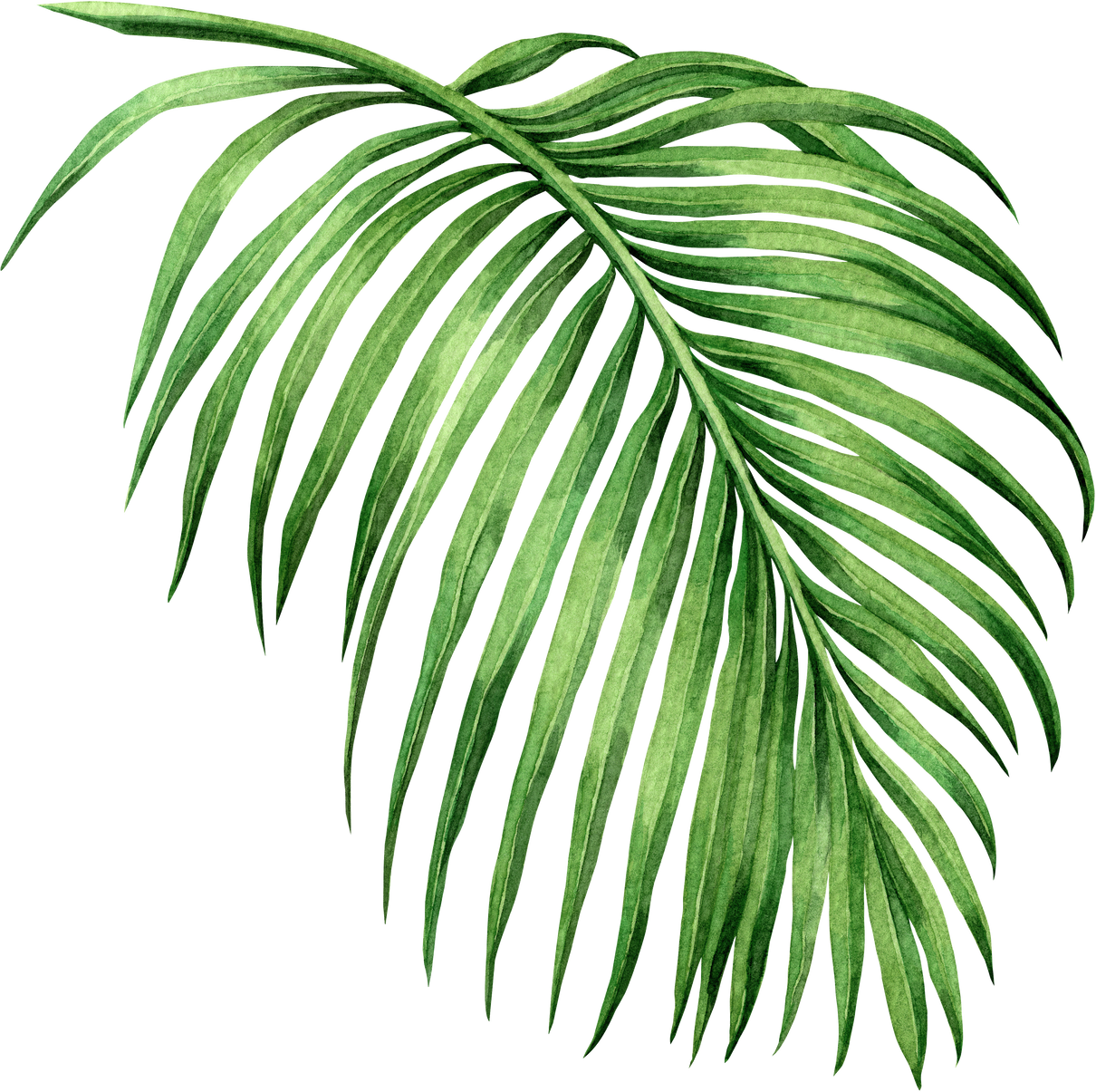 Watercolor Tropical Palm Leaves Illustration.