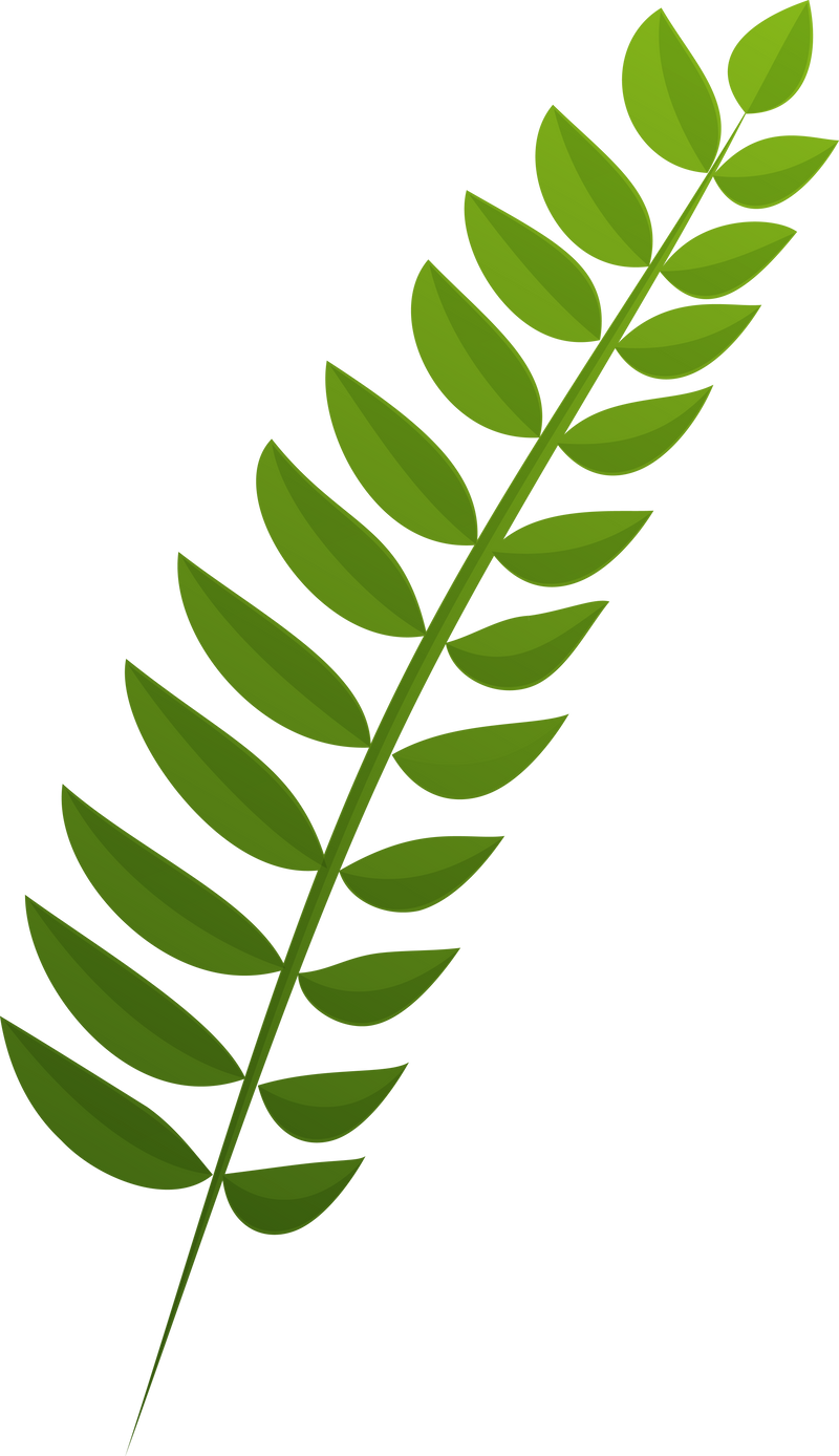 Tropical leaf